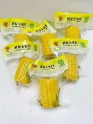 横州甜玉米全财产链兴起 打制“桂字号” 